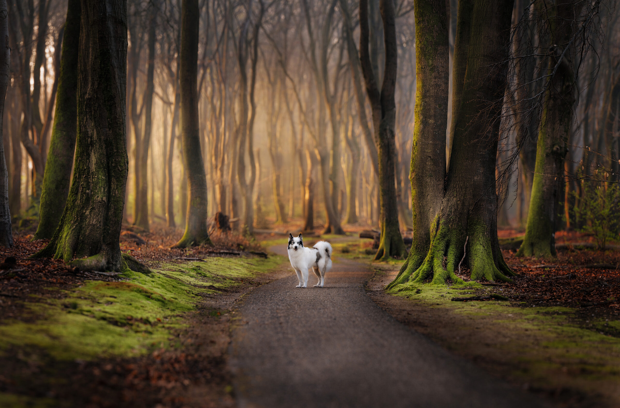 Hondenfotografie
