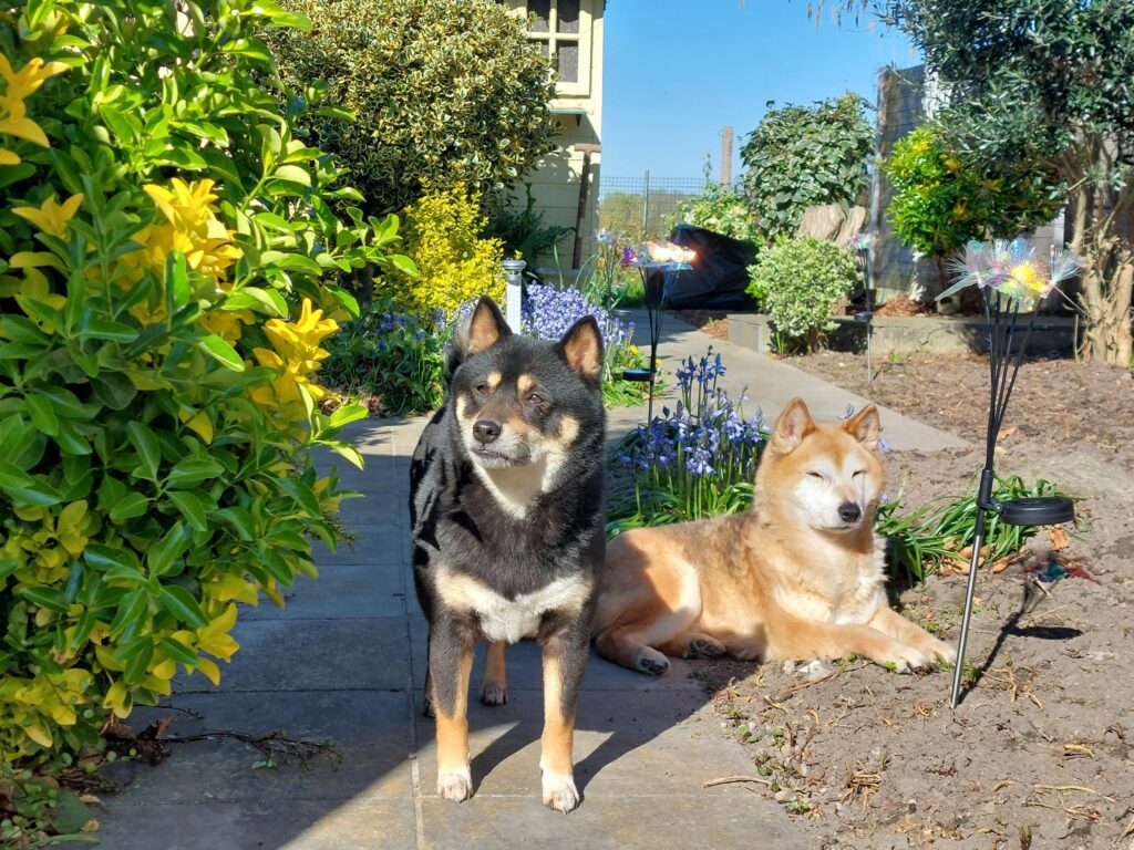 Golden oldies van de maand: Pixie (12 jaar) & Kiko (8 jaar)