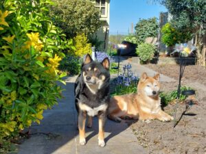 Golden oldies van de maand: Pixie (12 jaar) & Kiko (8 jaar)