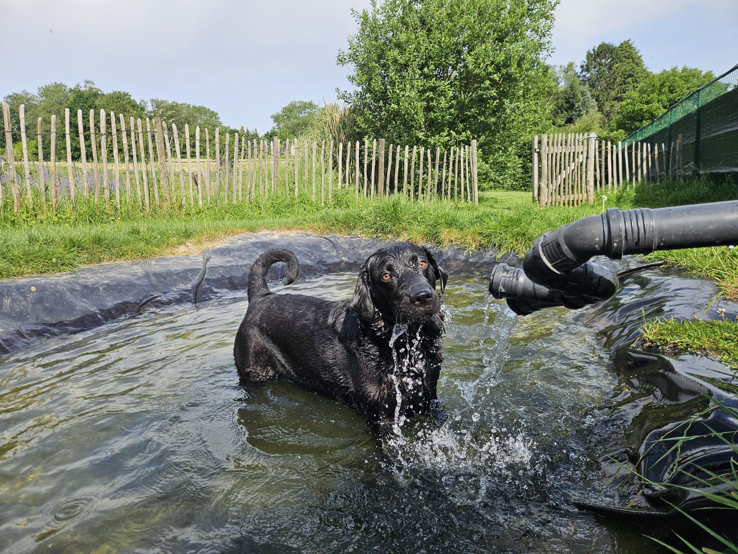 De leukste privézwemplekjes voor honden