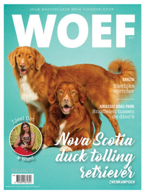 Nova Scotia duck tolling retriever (toller) - Augustus 2026