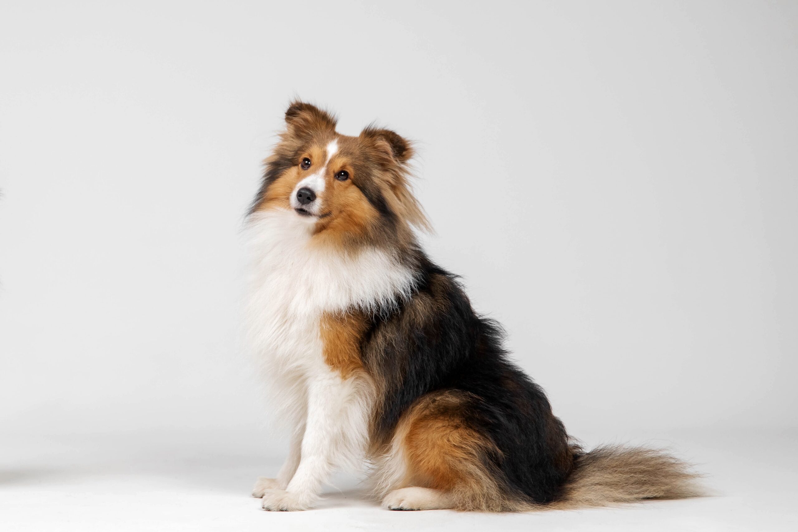sheltie