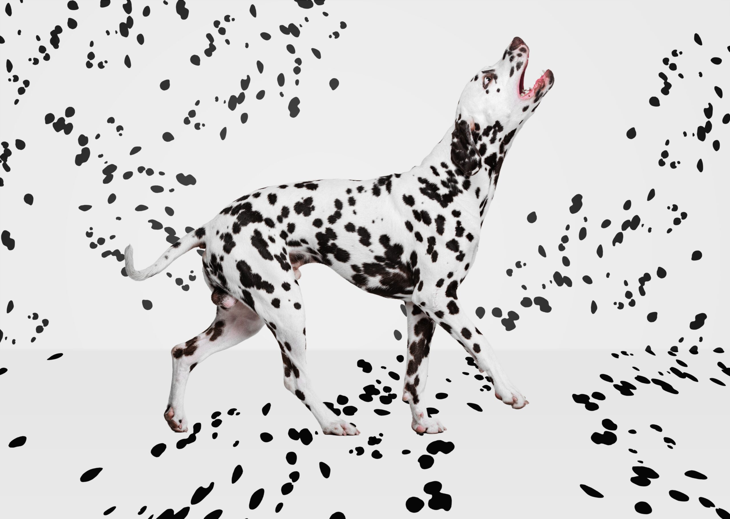 dalmatiër