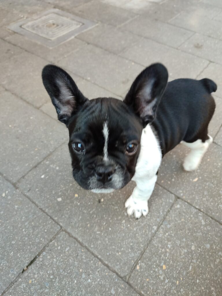 Puppy Franse bulldog