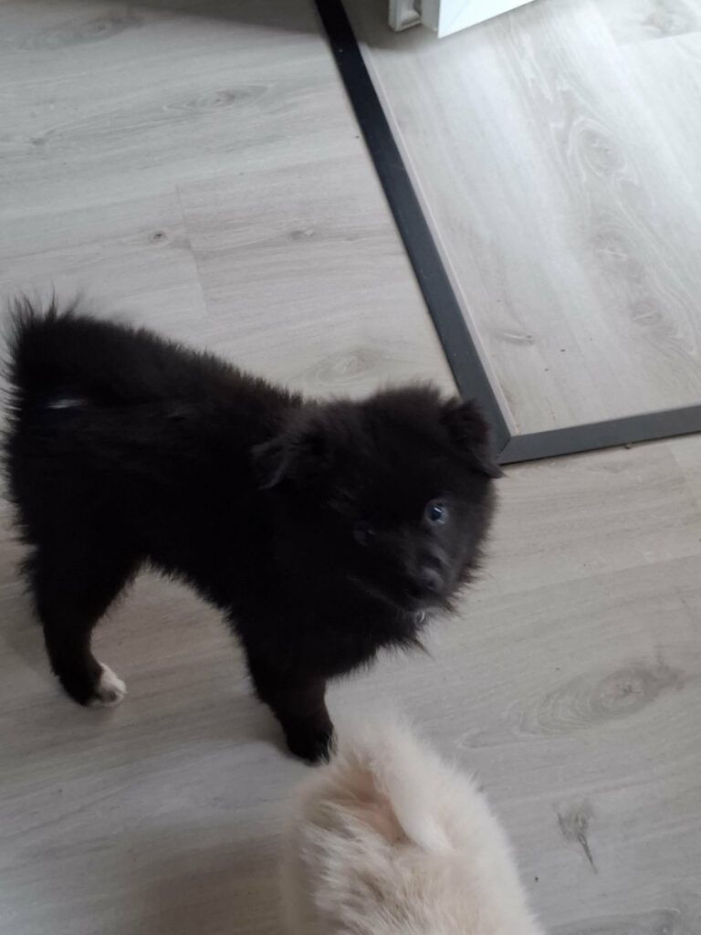 Kleine Keeshond
