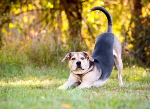 Is een kwispelende hond blij?