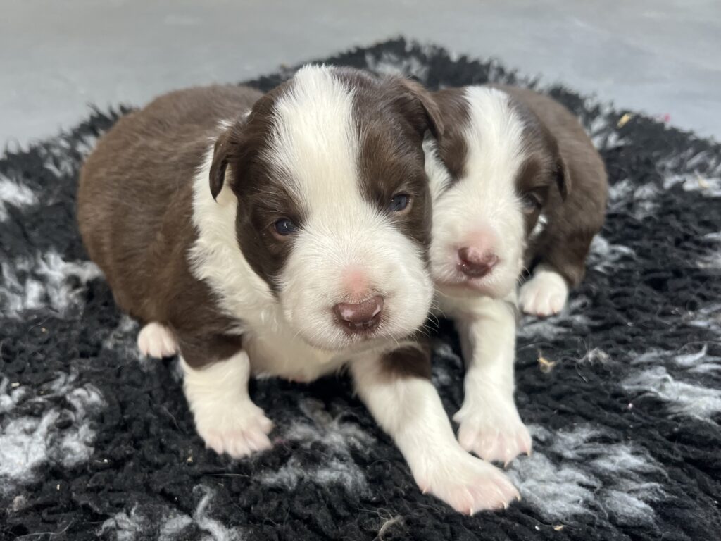 Border collie pups met FCI stamboom